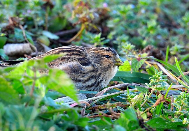 rzepołuch  - Marian Szeruga