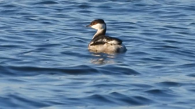 perkoz rogaty  - Andrzej Szwarbuła