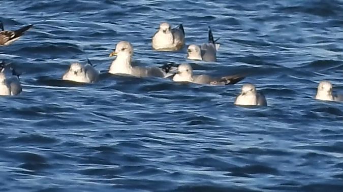 mewa delawarska  - Andrzej Szwarbuła