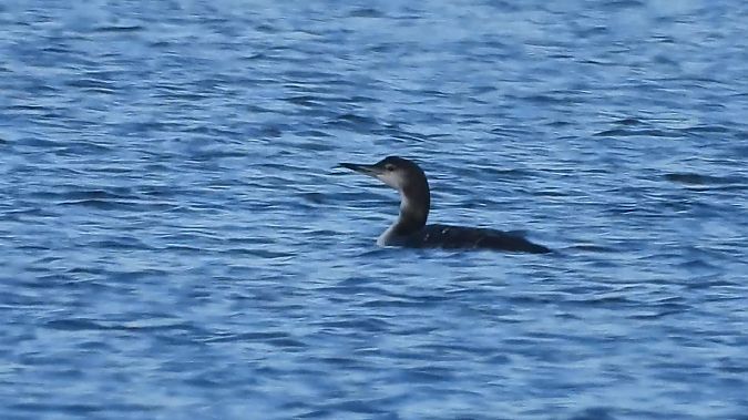 lodowiec  - Andrzej Szwarbuła