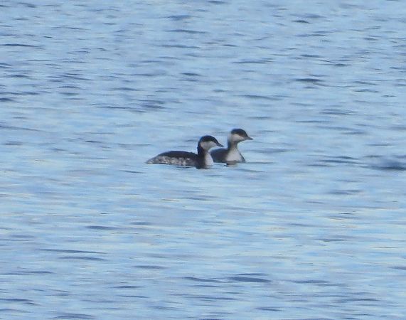 perkoz rogaty  - Andrzej Szwarbuła