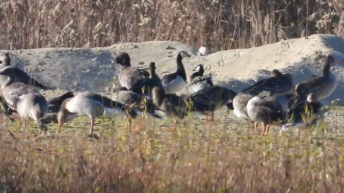 bernikla białolica  - Andrzej Szwarbuła