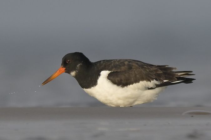 ostrygojad  - Tomasz Wojciechowski