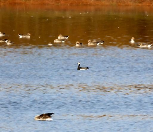 bernikla białolica  - Tadeusz Drazny