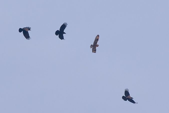 uszatka błotna  - Darek Michałowski