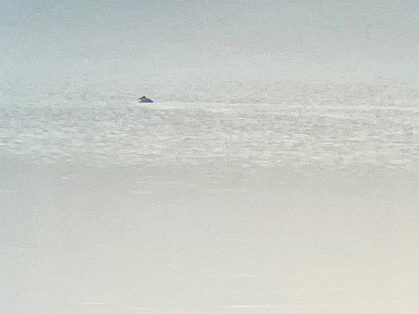 sterniczka  - Tadeusz Kozłowski