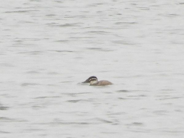 White-headed Duck  - Mirosław Nowicki