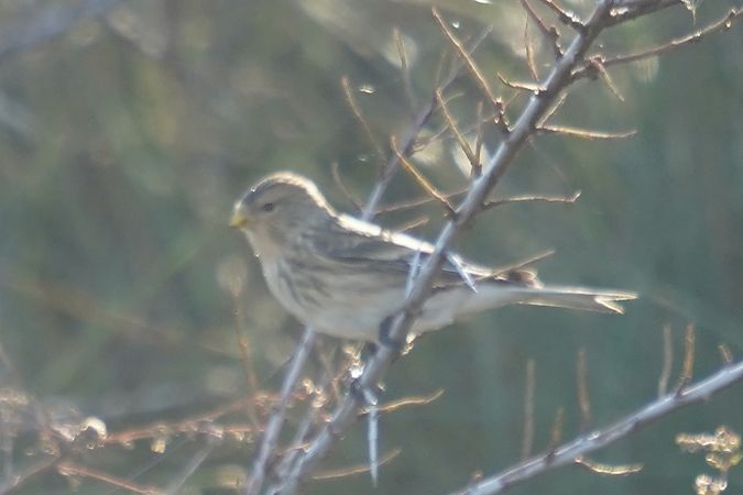 rzepołuch  - Waldemar Abucewicz