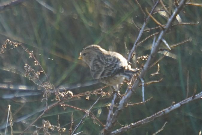 rzepołuch  - Waldemar Abucewicz