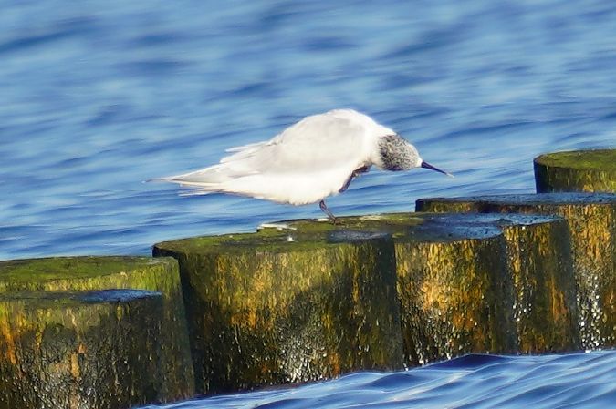 rybitwa czubata  - Waldemar Abucewicz