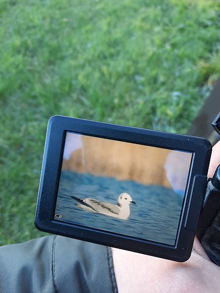 mewa trójpalczasta  - Gabriel Lodowski