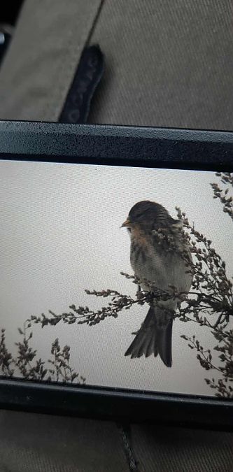 rzepołuch  - Gabriel Lodowski