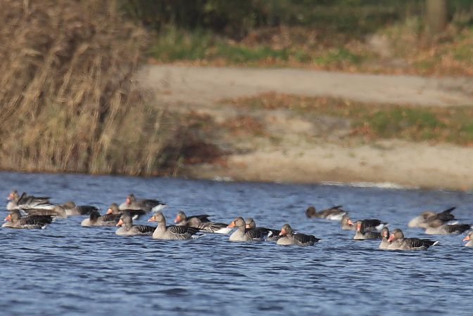 Graugans  - Henryk Piernikarczyk