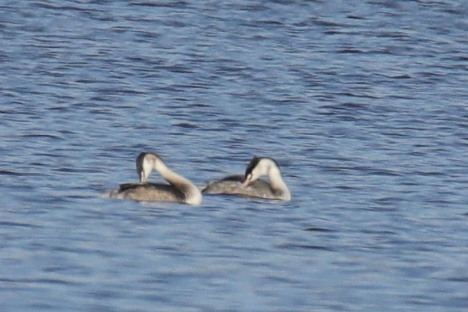 perkoz dwuczuby  - Henryk Piernikarczyk