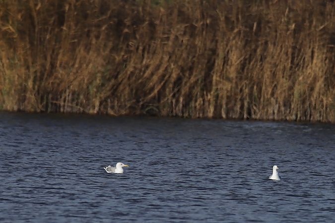 mewa białogłowa  - Henryk Piernikarczyk