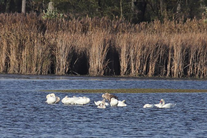 łabędź niemy  - Henryk Piernikarczyk