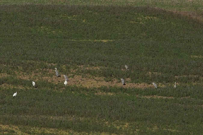 czapla siwa  - Henryk Piernikarczyk