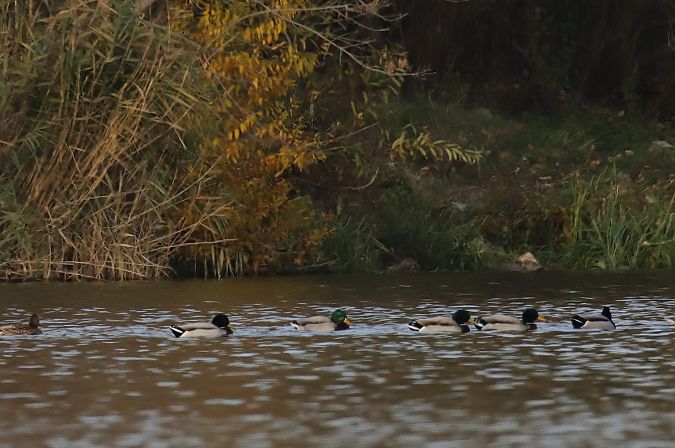 krzyżówka  - Henryk Piernikarczyk