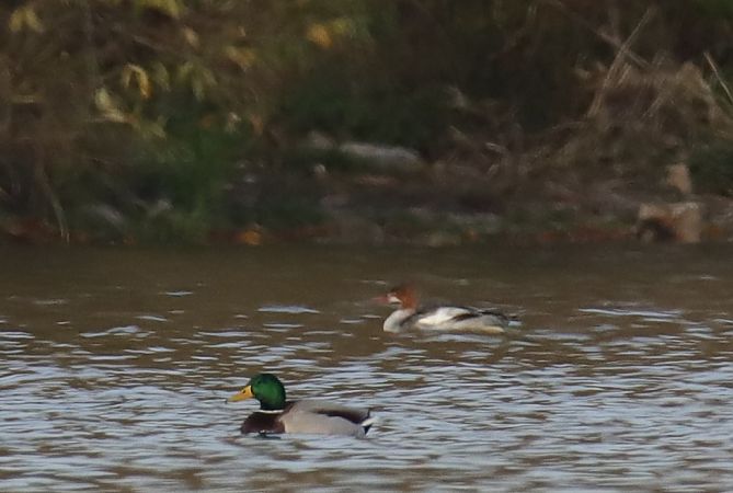 nurogęś  - Henryk Piernikarczyk