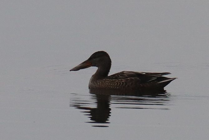 płaskonos  - Henryk Piernikarczyk