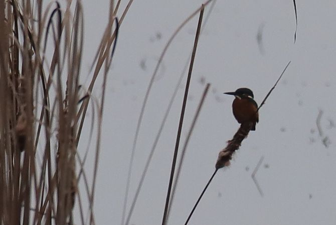 zimorodek  - Henryk Piernikarczyk