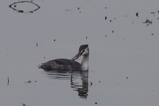 perkoz dwuczuby  - Henryk Piernikarczyk