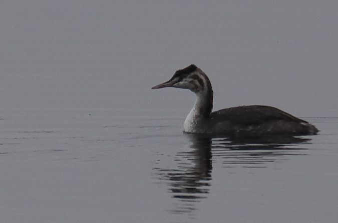 perkoz dwuczuby  - Henryk Piernikarczyk