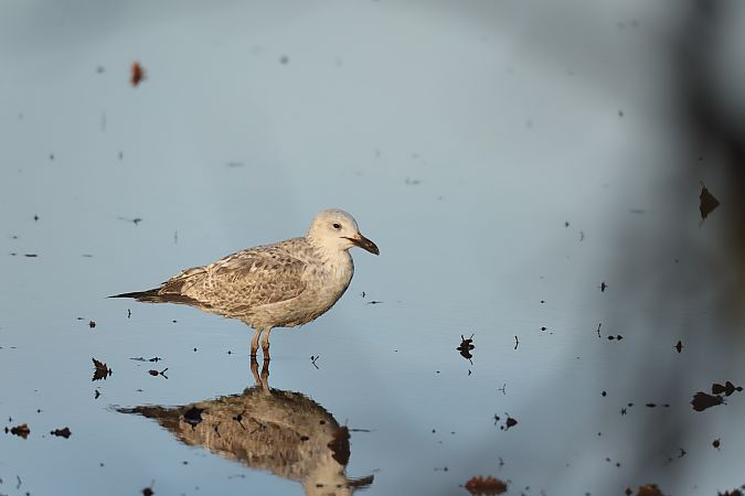 mewa białogłowa  - Henryk Piernikarczyk