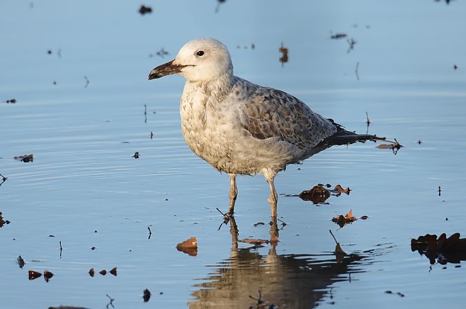 Goéland pontique  - Henryk Piernikarczyk