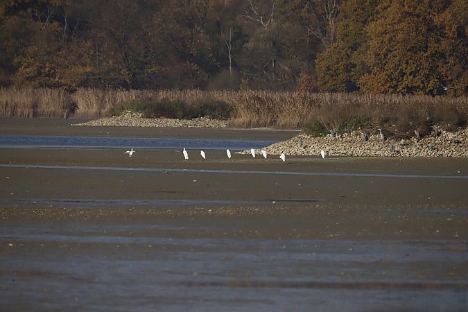 czapla biała  - Henryk Piernikarczyk