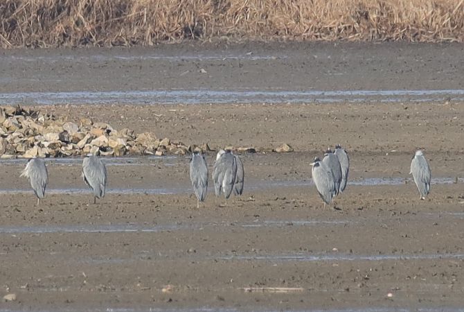 czapla siwa  - Henryk Piernikarczyk
