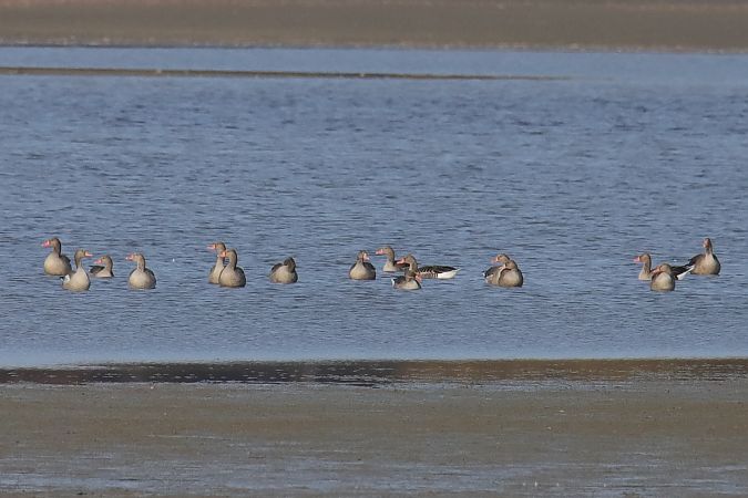 gęgawa  - Henryk Piernikarczyk