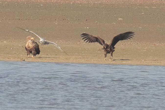 Seeadler  - Henryk Piernikarczyk