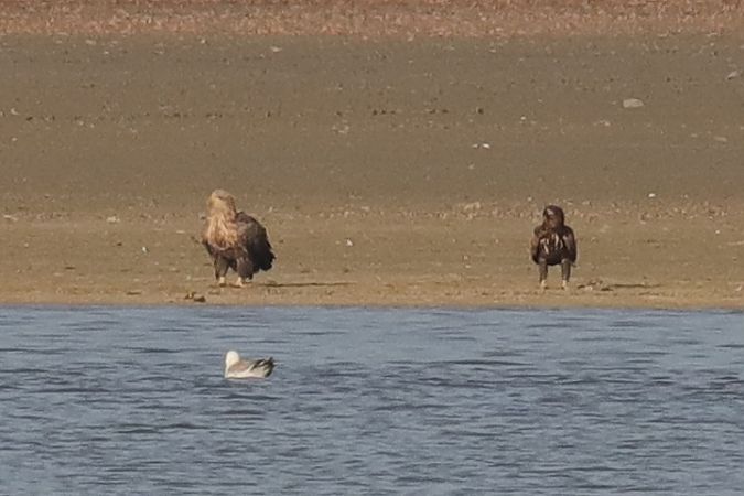 Pygargue à queue blanche  - Henryk Piernikarczyk