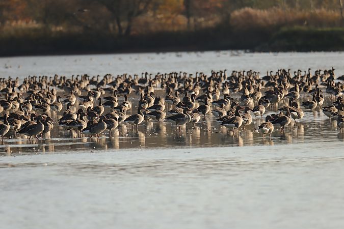 gęgawa  - Henryk Piernikarczyk