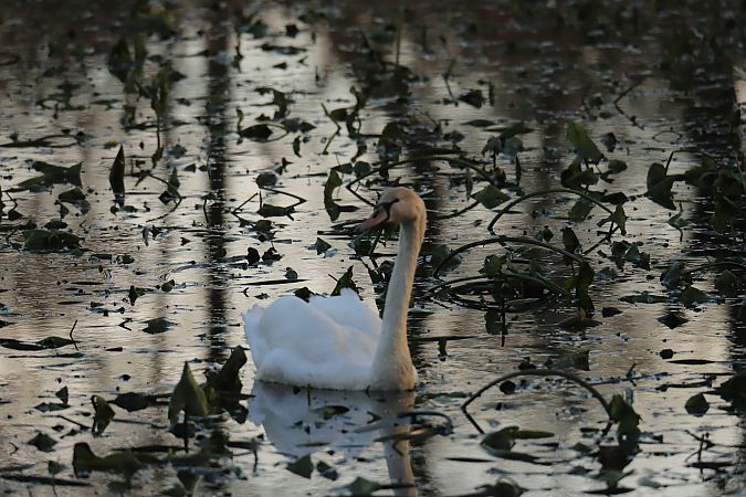 Höckerschwan  - Henryk Piernikarczyk