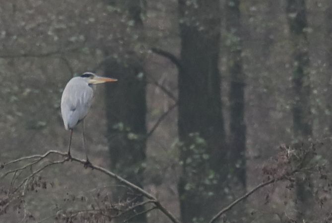 Grey Heron  - Henryk Piernikarczyk