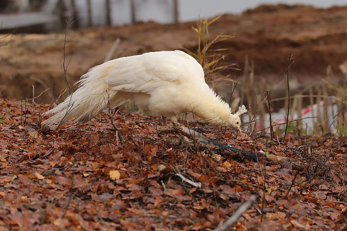 Pfau  - Henryk Piernikarczyk