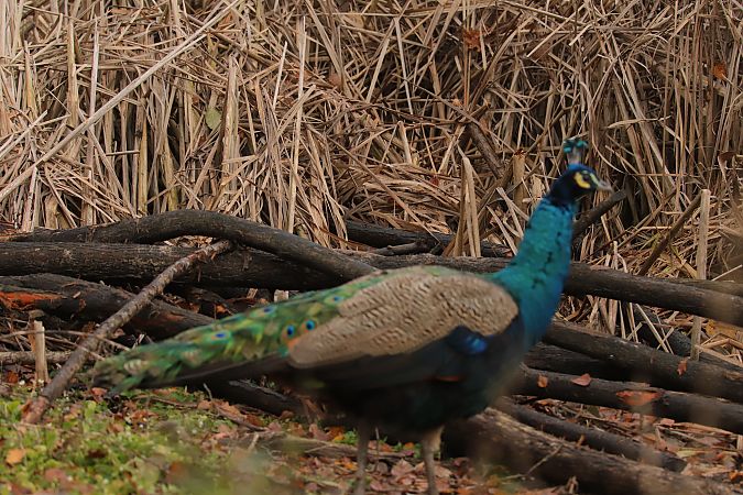 Paon bleu  - Henryk Piernikarczyk