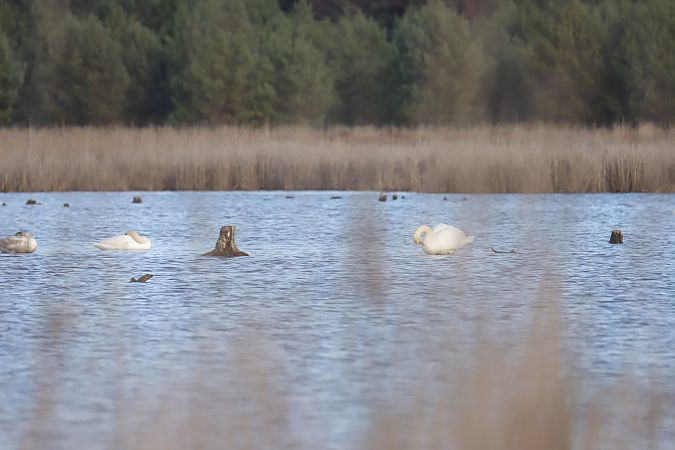 Höckerschwan  - Henryk Piernikarczyk