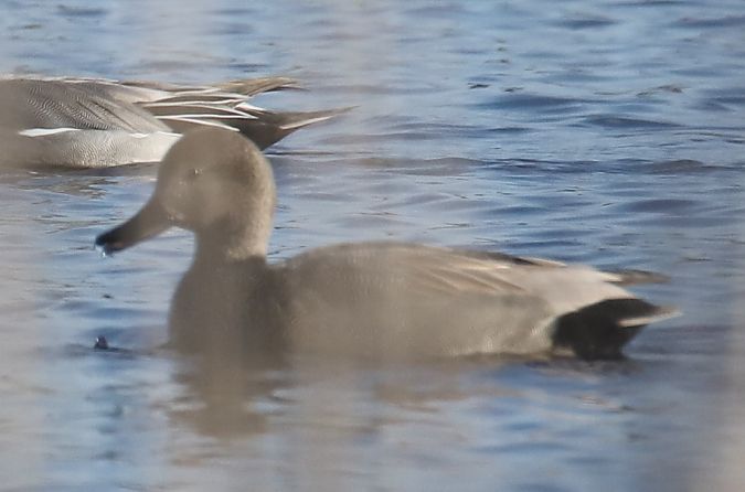 Schnatterente  - Henryk Piernikarczyk