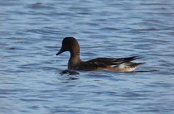 świstun  - Henryk Piernikarczyk
