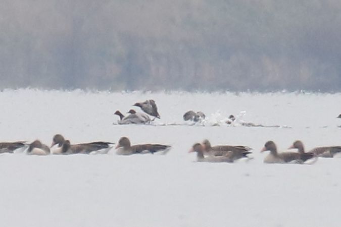 gęgawa  - Henryk Piernikarczyk