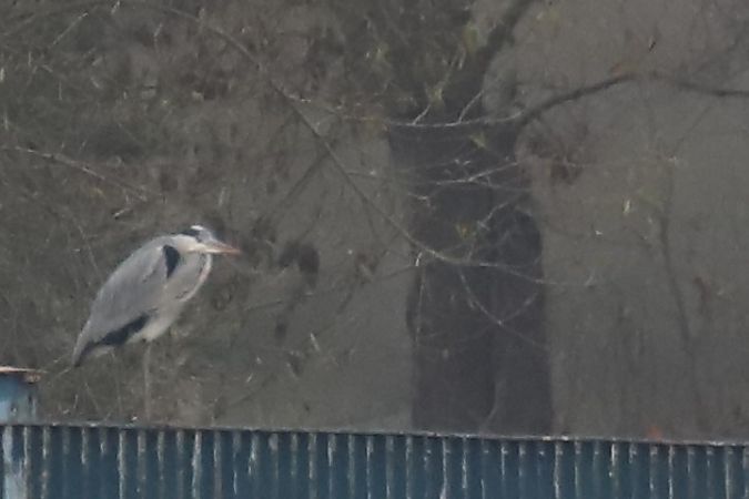 czapla siwa  - Henryk Piernikarczyk