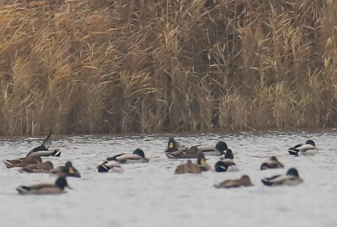 Stockente  - Henryk Piernikarczyk