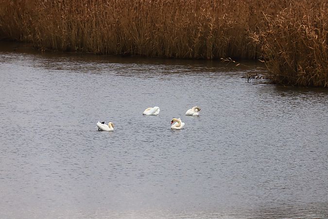 Höckerschwan  - Henryk Piernikarczyk