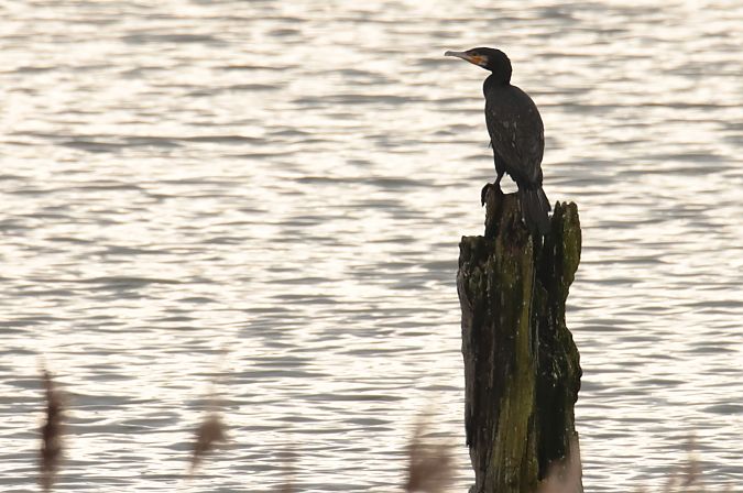 Grand Cormoran  - Henryk Piernikarczyk