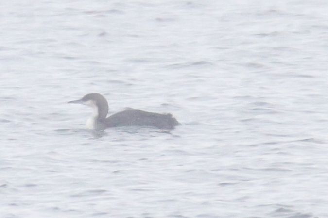 Black-throated Loon  - Henryk Piernikarczyk