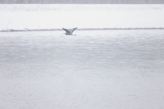 czapla siwa  - Henryk Piernikarczyk