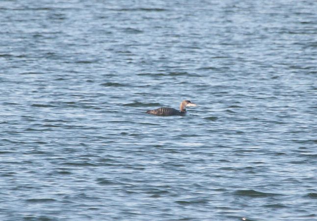lodowiec  - Tadeusz Sobuś